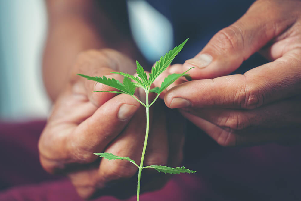 Holding Plants CBD Global Advisors